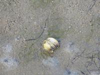 Nordfriesland Husum Nordstrand Wattwanderung