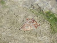 Nordfriesland Husum Nordstrand Wattwanderung