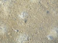 Nordfriesland Husum Nordstrand Wattwanderung