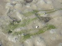 Nordfriesland Husum Nordstrand Wattwanderung