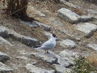 Am Eidersperrwerk Nordfriesland 