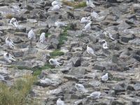 Am Eidersperrwerk Nordfriesland 