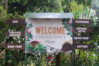 Fairview Estate Kaffeefarm