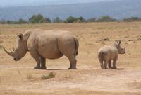 Safari im Solio Reservat (17)
