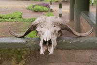 Im Nakuru Nationalpark