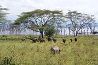 Nakuru Nationalpark (5)