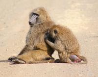 Nakuru Nationalpark (10)