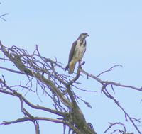 Nakuru Nationalpark (27)