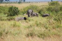 Masai Mara (39)