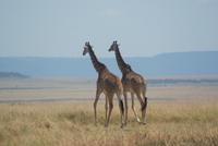 Masai Mara (48)