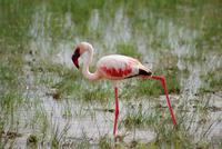 Safari im Amboseli Nationalpark (18)