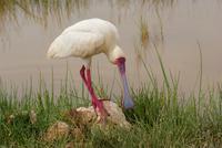 Afrikanischer Löffler