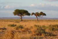 Safari im Amboseli Nationalpark (56)