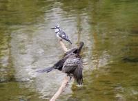 Eisvogel