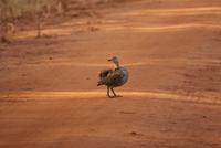 Safari Tsavo West. (5)