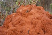 Manguste im Termitenhügel