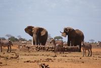 Tsavo Ost NP (9)