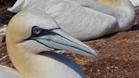Basstölpel auf Helgoland 