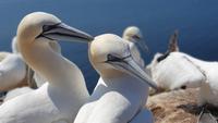 Basstölpel auf Helgoland 