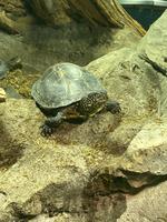 Im Nationalparkhaus Aquapradmit einheimischen Tieren