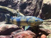 Im Nationalparkhaus mit einheimischen Fischen