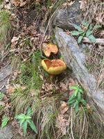 Auch Pilze gibt es schon
