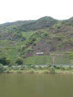 DSCN4944  steilste Weinlage Mosel -Bremmer Calmund