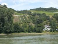 DSCN5118  Weinberg am Rhein