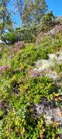 Heide auf dem Hangurstoppen