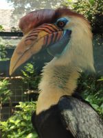 Hornvogel, Vogelpark Walsrode