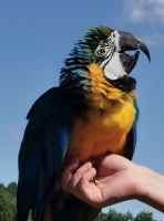 Papagei beim Flugtraining, Vogelpark Walsrode