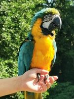 Papagei, Vogelpark Walsrode