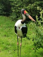 Vogelpark Walsrode, Storch