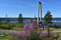 Högakusten bron - die Hohe Küste