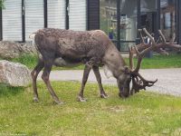 Rentier vor unserem Hotel