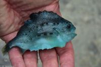 Brönnöysund - Lachszucht - Seehase