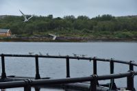 Brönnöysund - Lachszucht - Versammlung der Arktischen Seeschwalbe