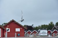 Brönnöysund - Lachszucht - Versammlung der Arktischen Seeschwalbe