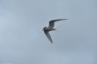 Brönnöysund - Lachszucht - Versammlung der Arktischen Seeschwalbe