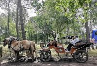 Mit der Kutsche gehts durch Naturschutzgebiet Höpen