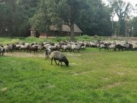 Die Heidschnucken kehren heim, Niederohe