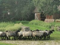 Heidschnuckeneintrieb in Niederohe, Südheide