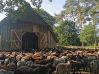 Heidschnucken in Schneverdingen