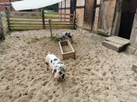 Hausschwein Erik im Museumsdorf Hösseringen