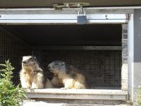 Murmeltiere auf dem Rochers de Naye...