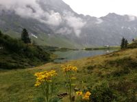 Engelberg, Wanderung entlang des Blumenweges