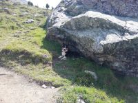 Zermatt, Rothorn, Wanderung entlang des Blumenweges