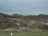 DSCN5216.JPG