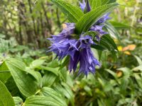 069 3. Etappe von Achenkirch nach Maurach (Gaisalmsteig)