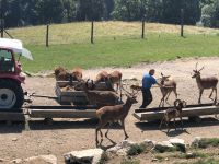 Wildpark Aurach 